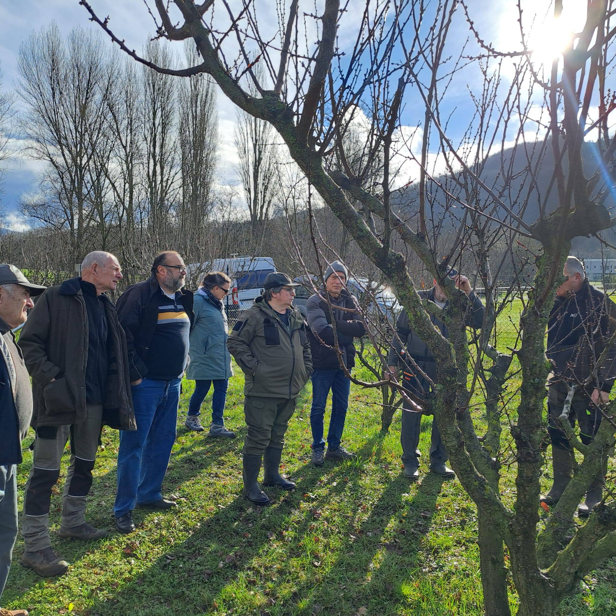 Taille de formation aux vergers